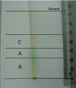 chromatography leaf pigments pigment chlorophyll